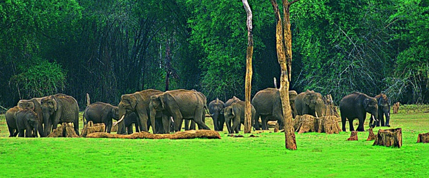 munnar6